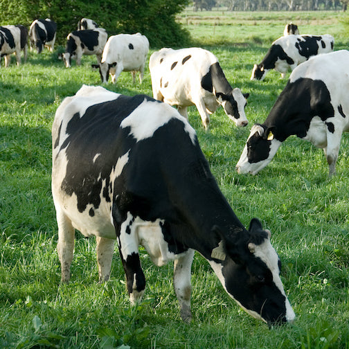 10 Grass Fed Whey Protein Benefits You Didn't Know About