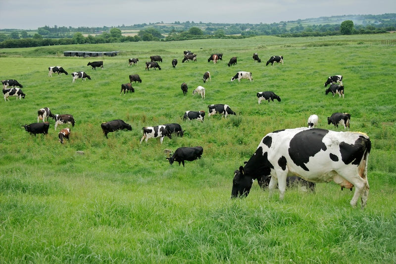 Is Colostrum Good for You? Benefits, Science & Safety